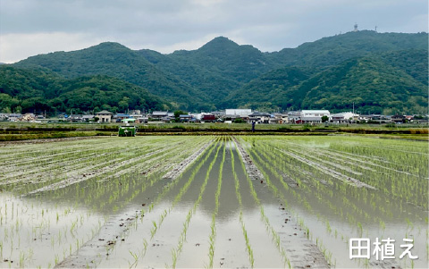 田植え