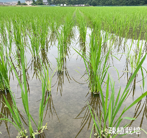 酵素散布