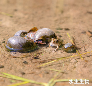 水生生物