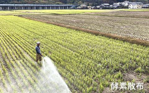 酵素散布